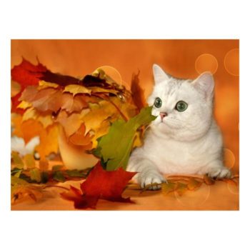 가을 풍경 고양이 큐빅십자수 보석사각큐빅 DIY C1725