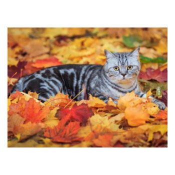 가을 풍경 고양이 큐빅십자수 보석사각큐빅 DIY C1717